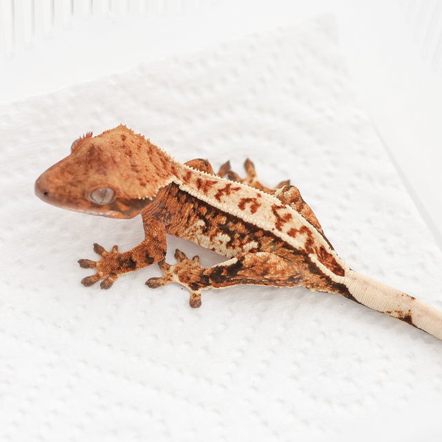 Tangerine Quad Full Pinstripe Tri