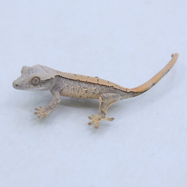 드리피 화이트스팟 트라이 익스트림할리퀸