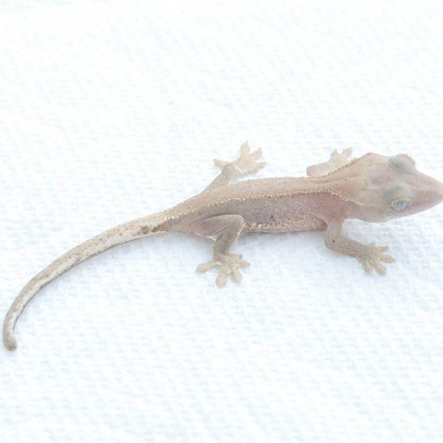 Lilly White Hypo