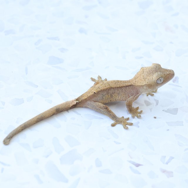 Hypo