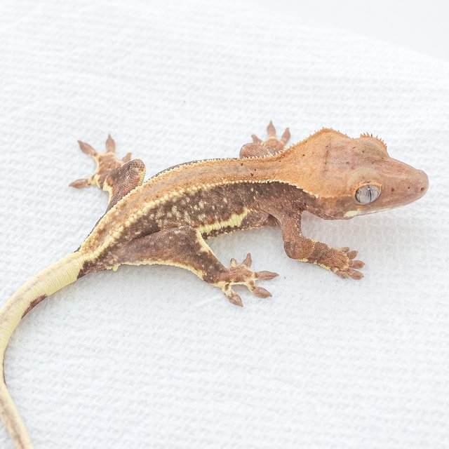 Hypo Phantom LW Sable