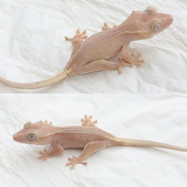 Phantom Hypo Lilly White Red