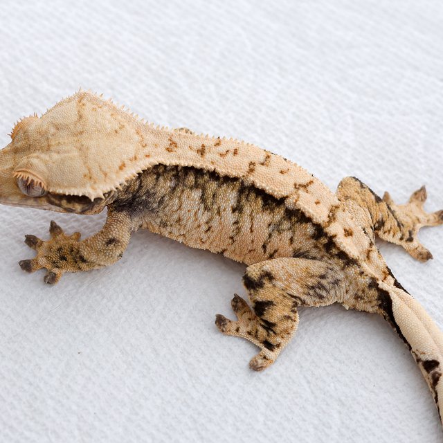 트라이 익스트림할리퀸