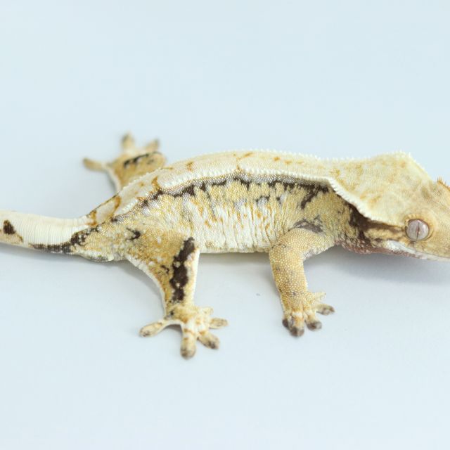 노멀 트라이 익스트림할리퀸 화이트스팟