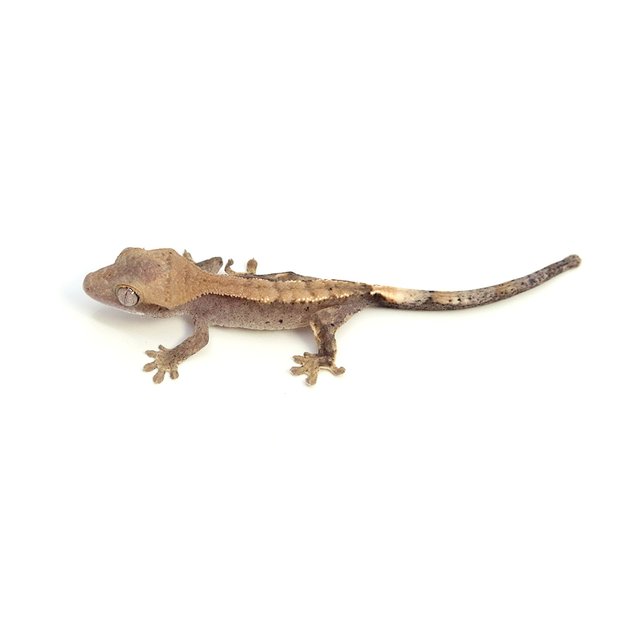 하이포