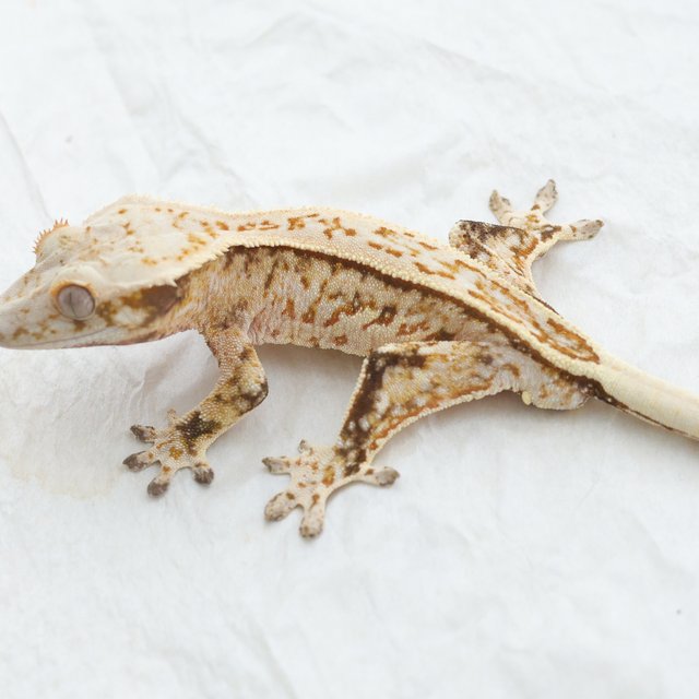 Quad Full Pinstripe Tri Extreme Harlequin Normal