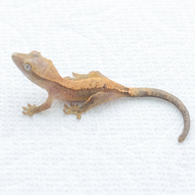Hypo Normal