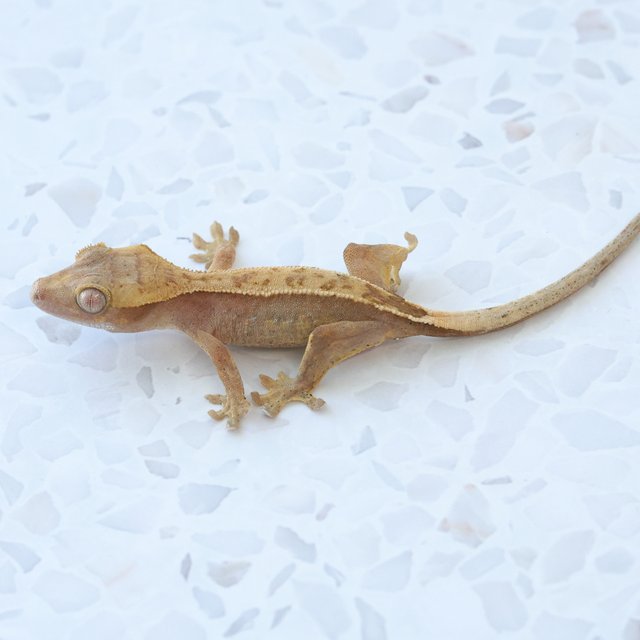 Hypo