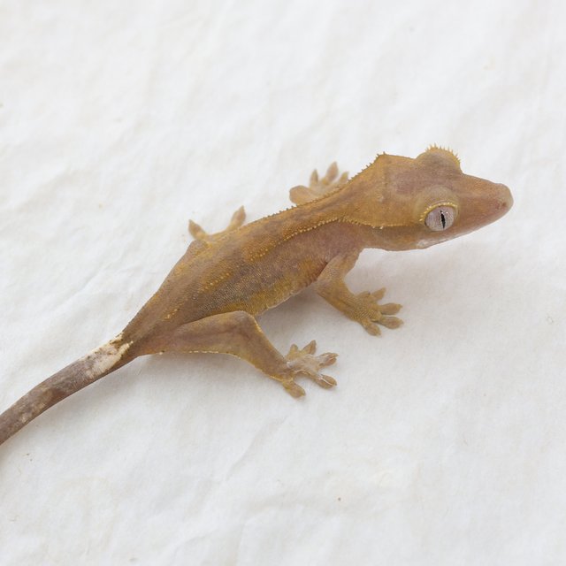 Hypo