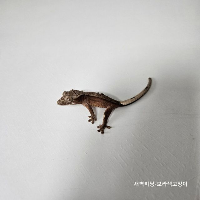 챠콜