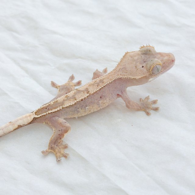 Hypo