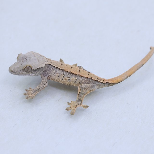 드리피 화이트스팟 트라이 익스트림할리퀸