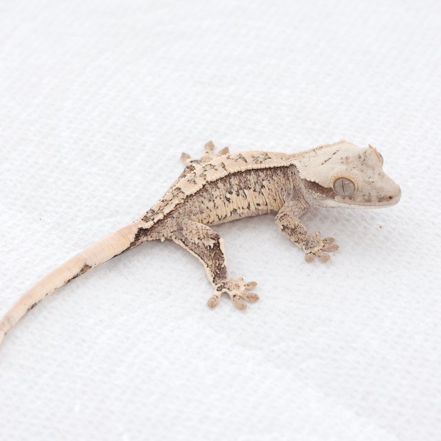 Drippy White Spot Tri Extreme Harlequin Quad Normal