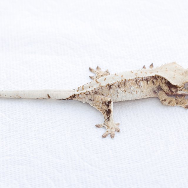 White Spot Tri Drippy Extreme Harlequin