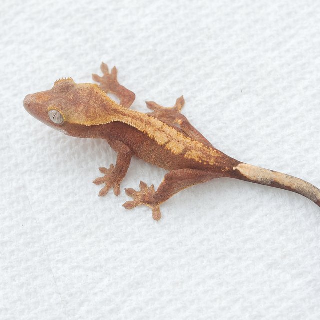 Hypo Normal