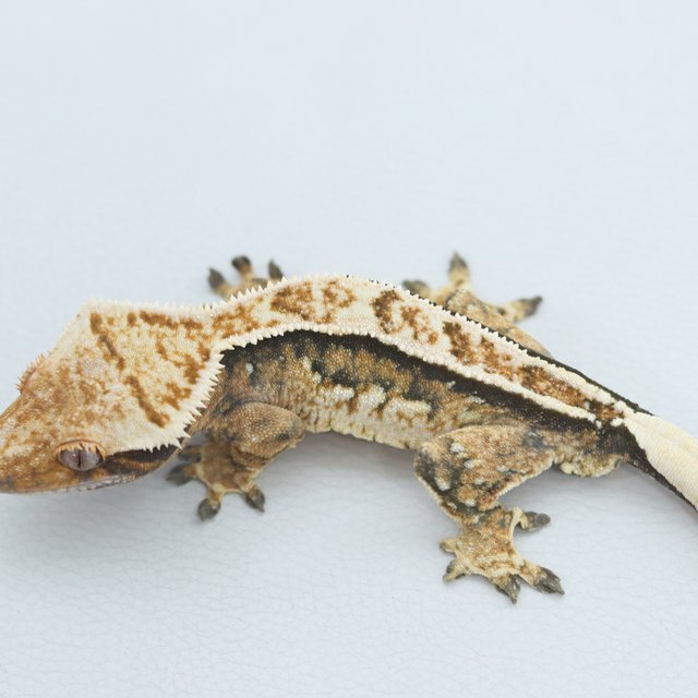 Normal Tri Tangerine Quad Pinstripe