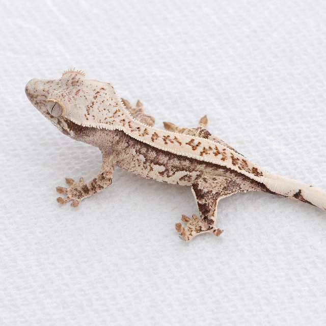 Tri Extreme Harlequin Quad Full Pinstripe Normal