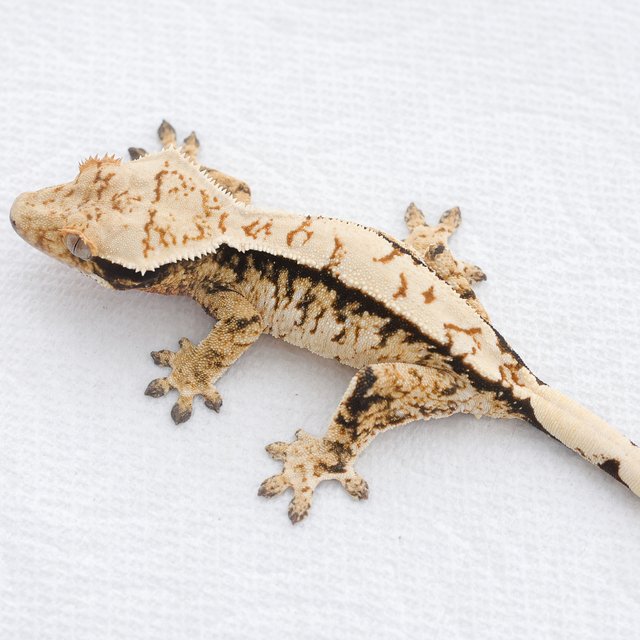 Tri Extreme Harlequin White Spot Normal