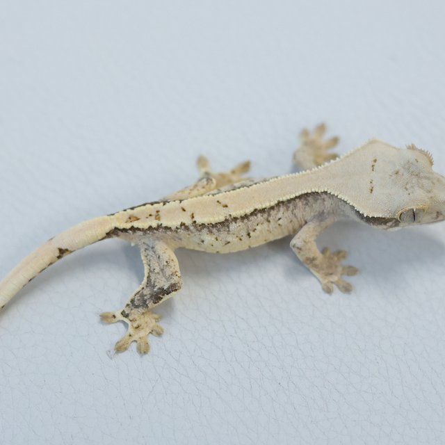 노멀 트라이 익스트림할리퀸