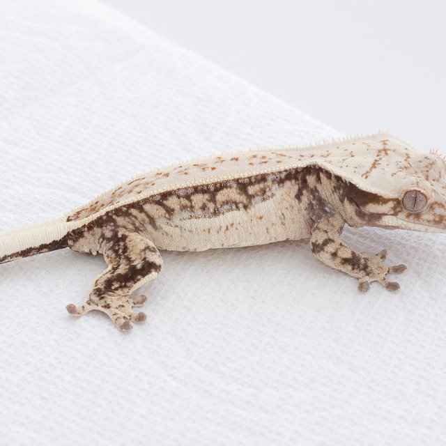 Tri Extreme Harlequin Quad Full Pinstripe Normal