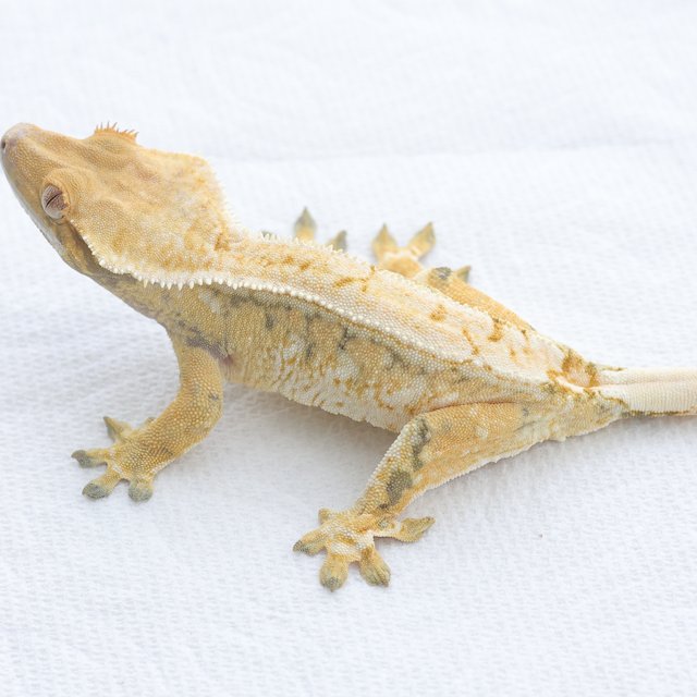 Normal Tri Extreme Harlequin
