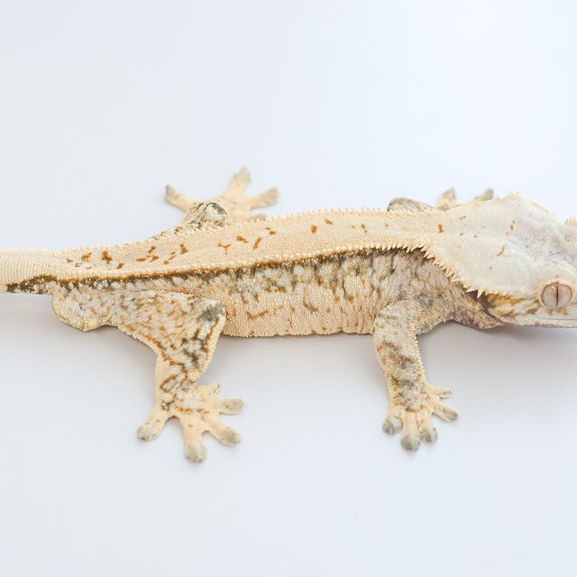 드리피 화이트스팟 트라이 익스트림할리퀸