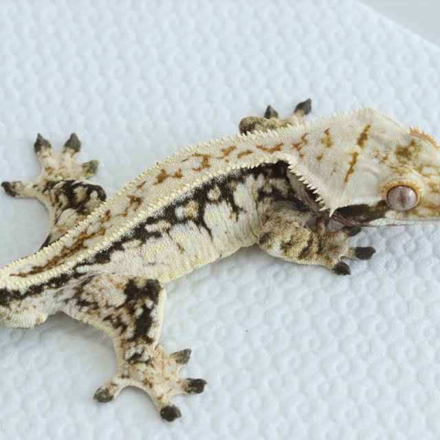 Quad Tri Extreme Harlequin Drippy White Spot Full Pinstripe