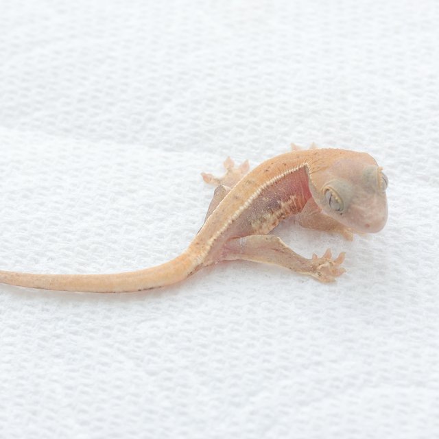 Lilly White Hypo