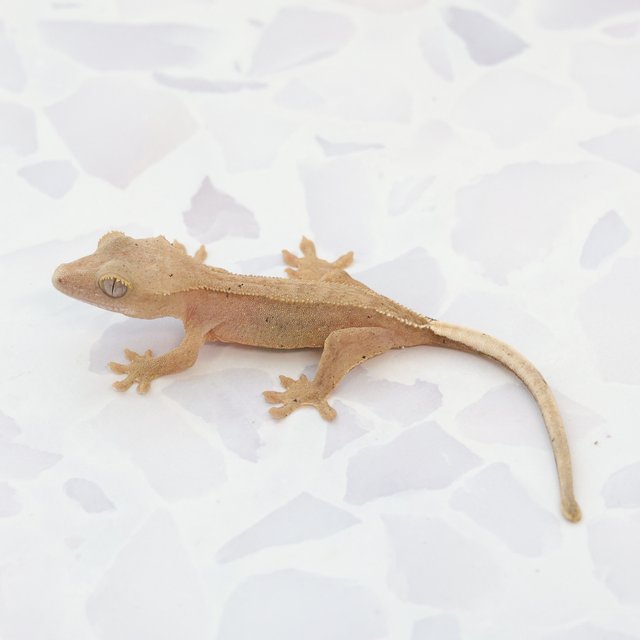 Phantom Hypo Normal