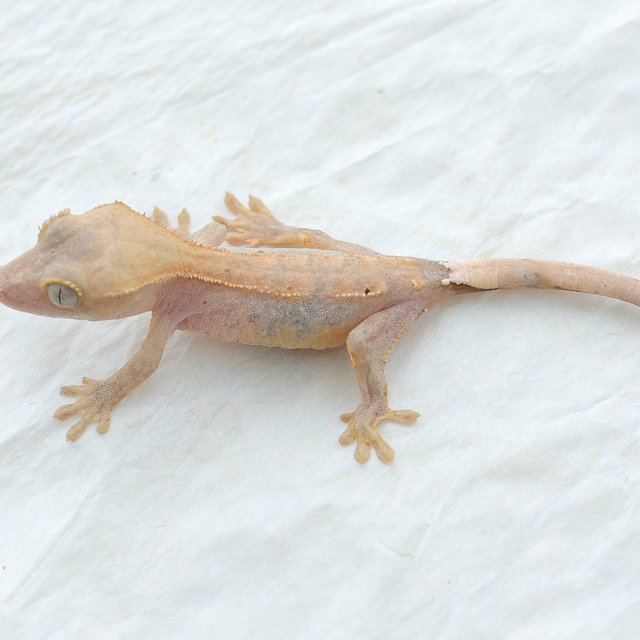 Hypo