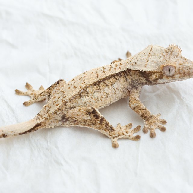 Quad Full Pinstripe Drippy White Spot Tri Normal