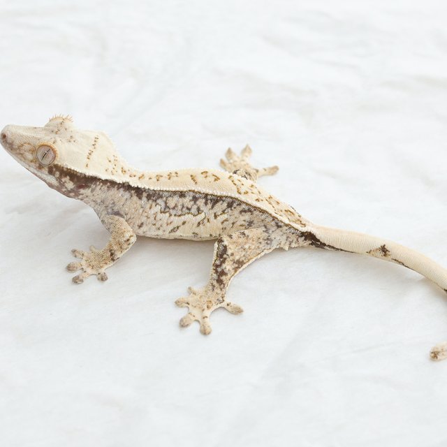 Normal Quad Full Pinstripe Drippy White Spot