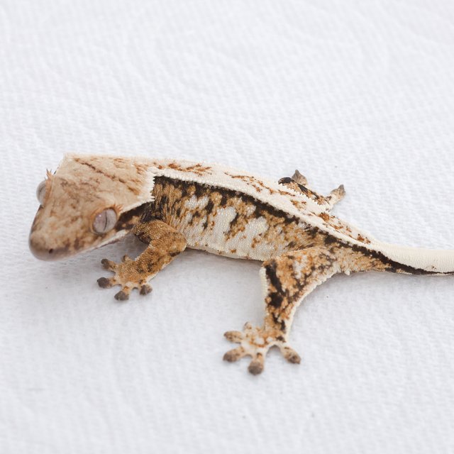 Drippy Tri Extreme Harlequin White Spot Full Pinstripe Normal