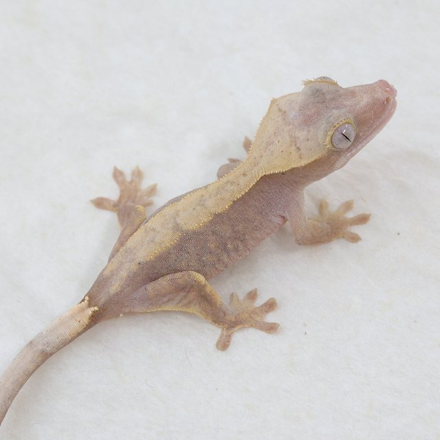 Hypo