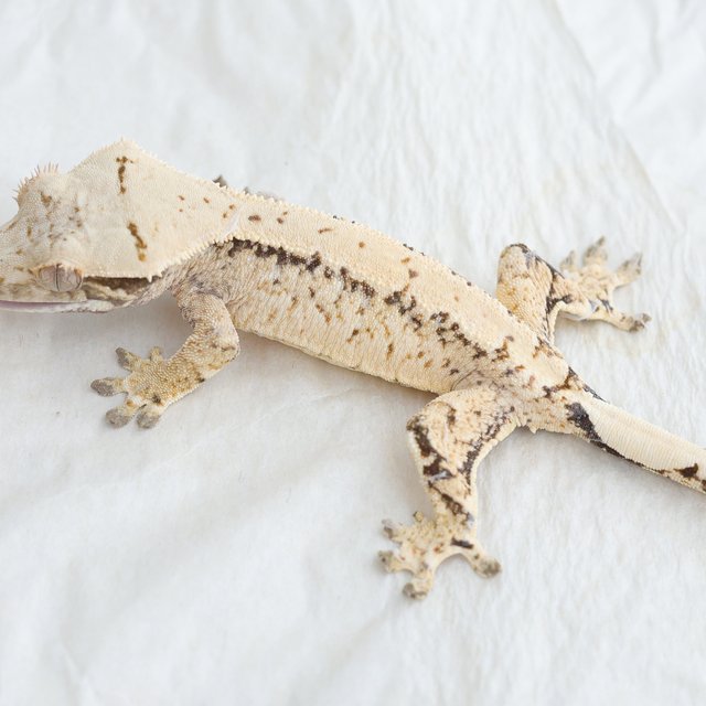 Drippy White Spot Tri Extreme Harlequin Normal
