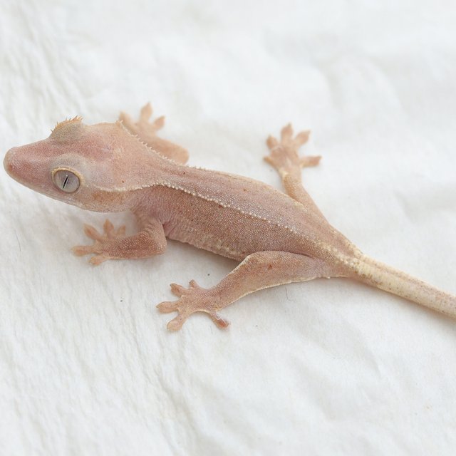 Phantom Hypo Lilly White Red