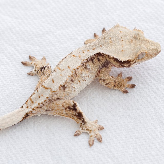 White Spot Tri Drippy Extreme Harlequin