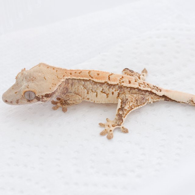 Drippy White Spot Tri Extreme Harlequin Normal