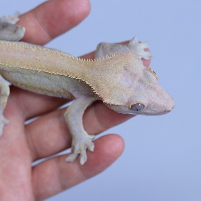 Phantom Hypo Lilly White