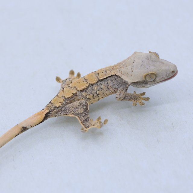 트라이 익스트림할리퀸 드리피 할리퀸