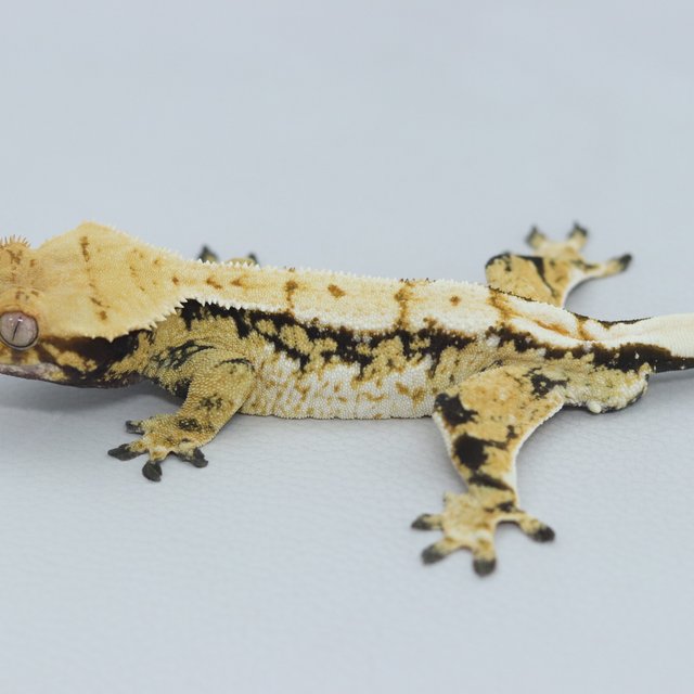 Normal Tri Extreme Harlequin