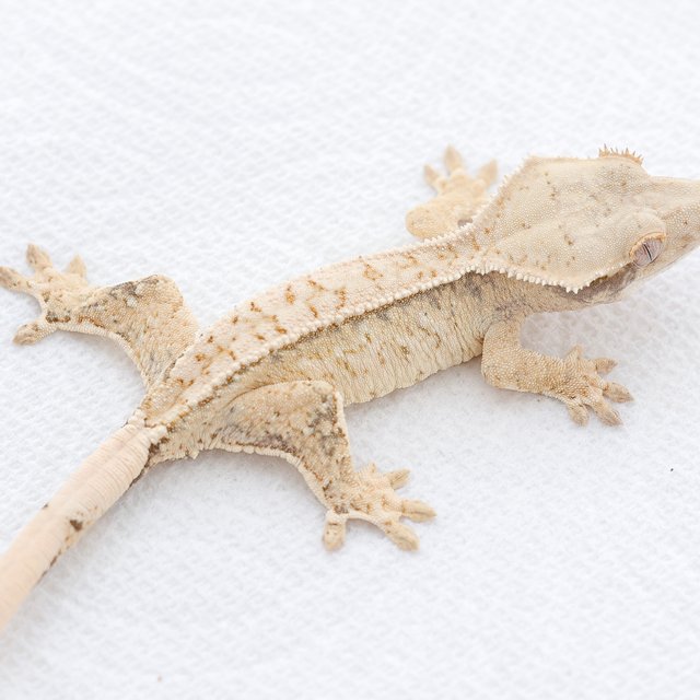 Drippy White Spot Tri Extreme Harlequin