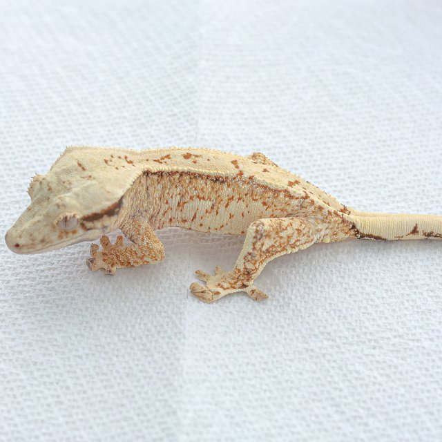 Tri Extreme Harlequin Normal