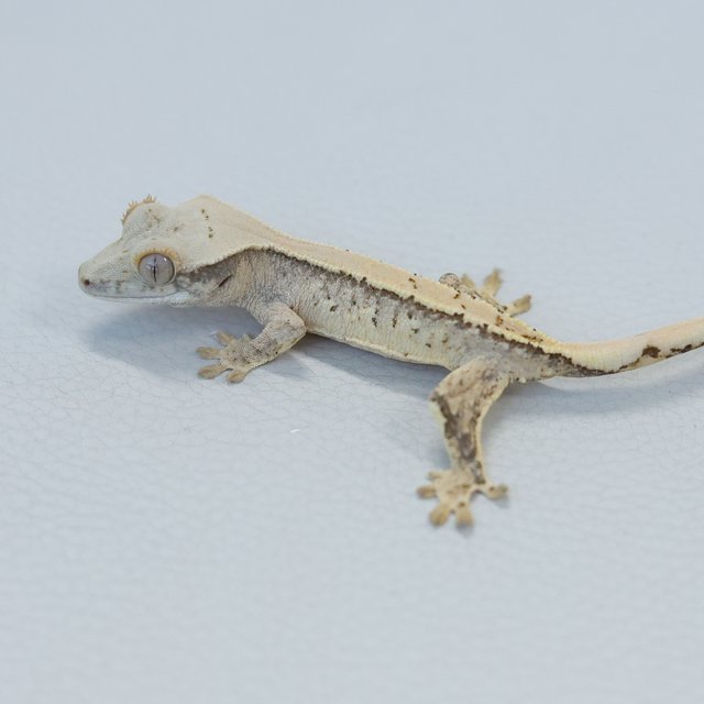 노멀 트라이 익스트림할리퀸