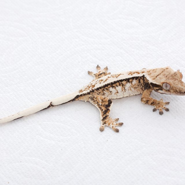 Drippy Tri Extreme Harlequin White Spot Full Pinstripe Normal