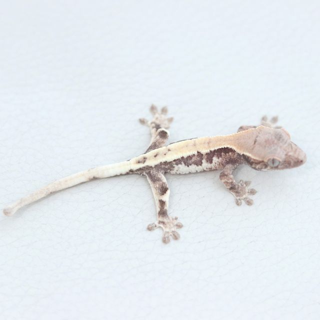 100%헷아잔틱 릴리 세이블