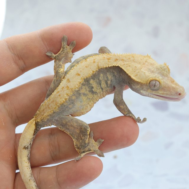 Hypo