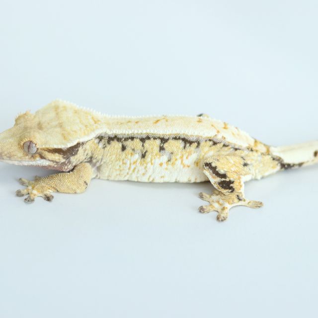 노멀 트라이 익스트림할리퀸 화이트스팟