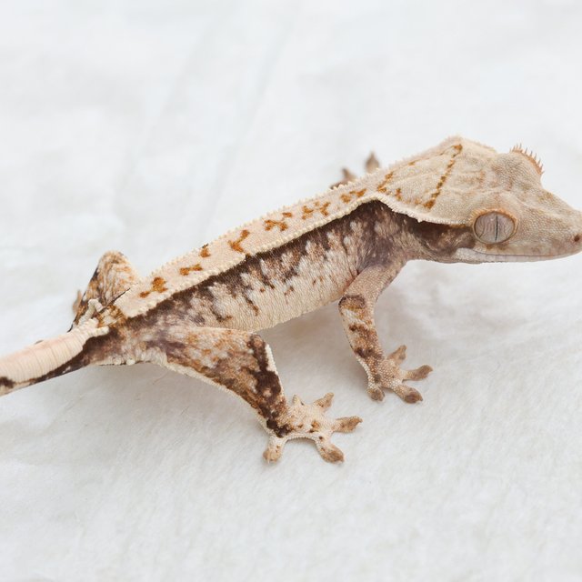Tri Extreme Harlequin