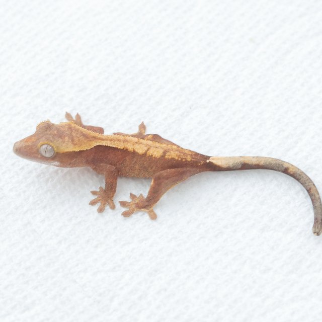 Hypo Normal